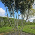 Prunus laur. Caucasica - Foto 6