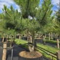 Pinus nigra 'Nigra' - Foto 3