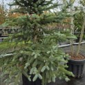 Picea pungens 'Glauca' - Foto 1