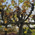 Platanus hispanica - november 2025