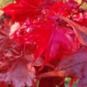 Acer palmatum 'Osakazuki - Foto 1