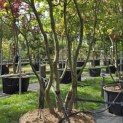 Parrotia persica - 1