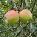 Malus domestica 'Lombarts' - september 2026