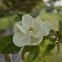 Magnolia grandiflora 'Galissonnière' - 2