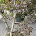 Acer palmatum 'Matsukaze' - 2
