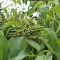Cornus controversa - Foto 1