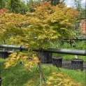 Acer shirasawanum 'Autumn Moon' - 2