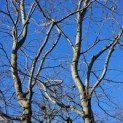 Fagus sylvatica - 5