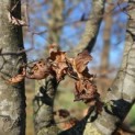 Fagus sylvatica - 4