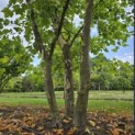 Platanus x hispanica - 5