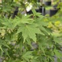 Acer palmatum 'Going Green' - 1