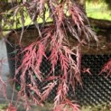 Acer palmatum 'Garnet' - Foto 1