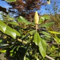 Magnolia grandiflora 'Galissonnière' - 1