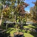 Magnolia grandiflora 'Galissonnière' - 2