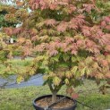 Acer palmatum 'Aconitifolium' - Foto 9