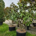 Magnolia grandiflora 'Goliath' - 1