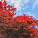 #534 Acer palmatum 'Bloodgood' Roter japanischer Ahorn