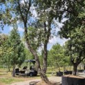 Quercus Suber - 9
