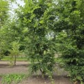 Carpinus Betulus - 1