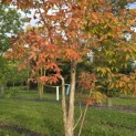 Acer Triflorum - Foto 2