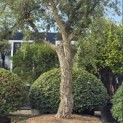 Quercus Suber - 5