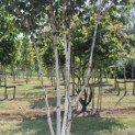 Betula utilis 'Doorenbos' - 4