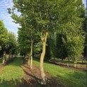 Carpinus Betulus - 1
