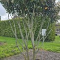 Prunus laurocerasus 'Caucasica' - Foto 2