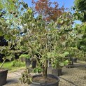 Hamamelis x intermedia 'Diane' - 4