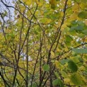 Corylus Avellana 'Aurea' - 3