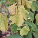 Corylus Avellana 'Aurea' - 2