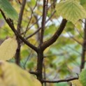 Corylus Avellana 'Aurea' - 1