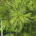 Pinus strobus - 4