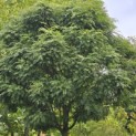 Gleditsia triacanthos ‘Elegantissima’ - 4