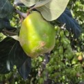 Cydonia Oblonga 'Vranja' - Foto 1
