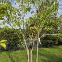 Prunus serrulata 'Ukon' - 1