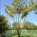 Albizia julibrissin - 1