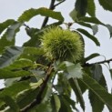 Castanea sativa 'Lyon' - 4