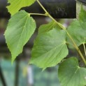 Tilia mongolica 'Buda' - Foto 5