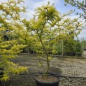 Gleditsia triacanthos ‘Sunburst' - 2