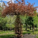 Fagus sylvatica 'Atropunicea' - 9