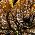 Fagus sylvatica 'Atropunicea' - 8