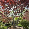 Acer palmatum 'Fireglow' - 1