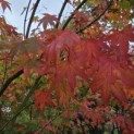 Acer palmatum - 7