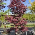 Acer palmatum 'Bloodgood' - voorjaar 2026