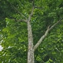 Gymnocladus dioica - 1