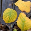 Amelanchier alnifolia 'Obelisk' - impressie herfstkleur