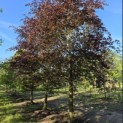 Fagus sylvatica 'Atropunicea' - Foto 1