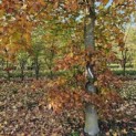 Fagus sylvatica 'Atropunicea' - 2