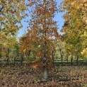 Fagus sylvatica 'Atropunicea' - 1